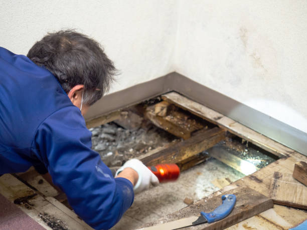 Best Industrial Mold Remediation in Enon, VA