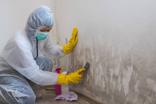 Reliable Enon, VA Mold Remediation Solutions