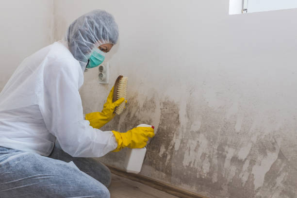 Best Insurance-Related Mold Remediation in Enon, VA