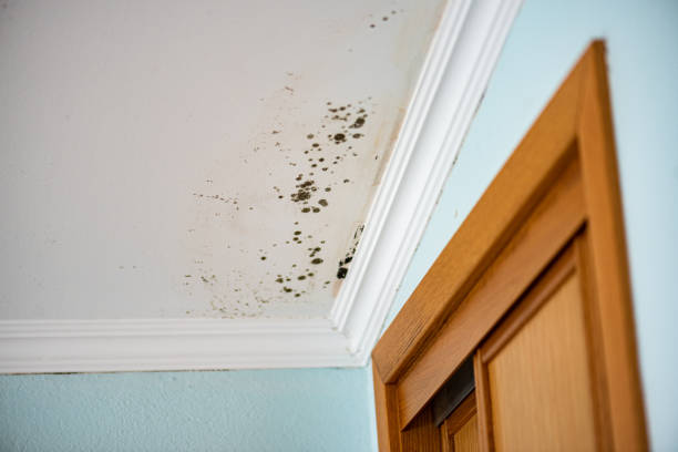 Best Attic Mold Remediation in Enon, VA
