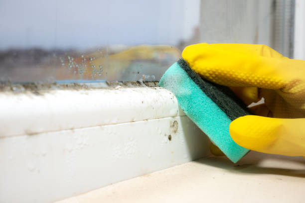 Best Basement Mold Remediation in Enon, VA