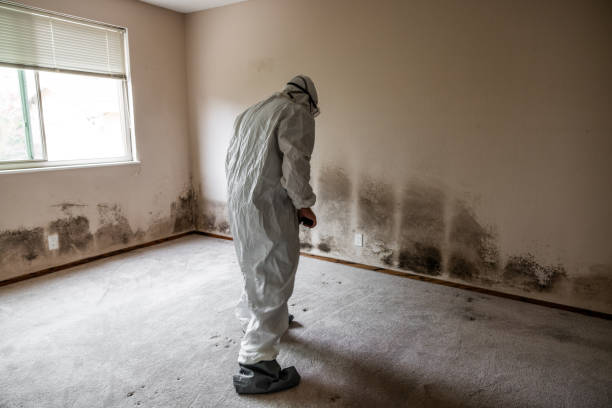 Best Health and Safety Mold Remediation in Enon, VA