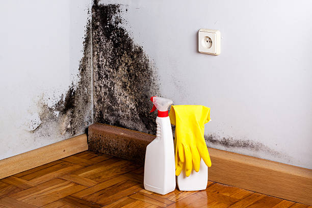 Best Crawl Space Mold Remediation in Enon, VA