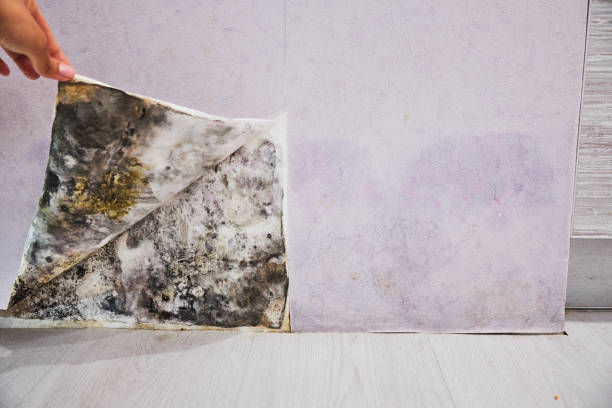 Best Black Mold Remediation in Enon, VA